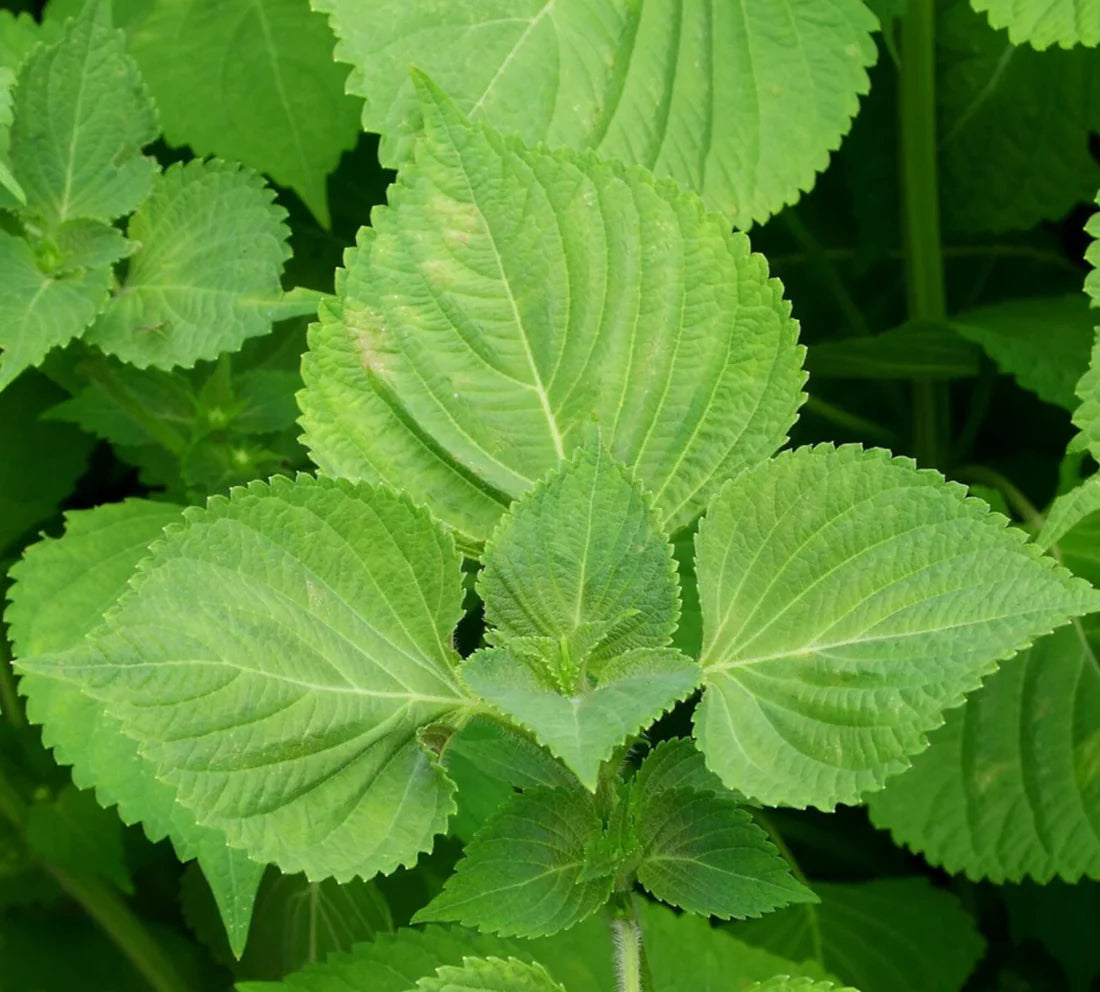 Asian Vegetable Seeds