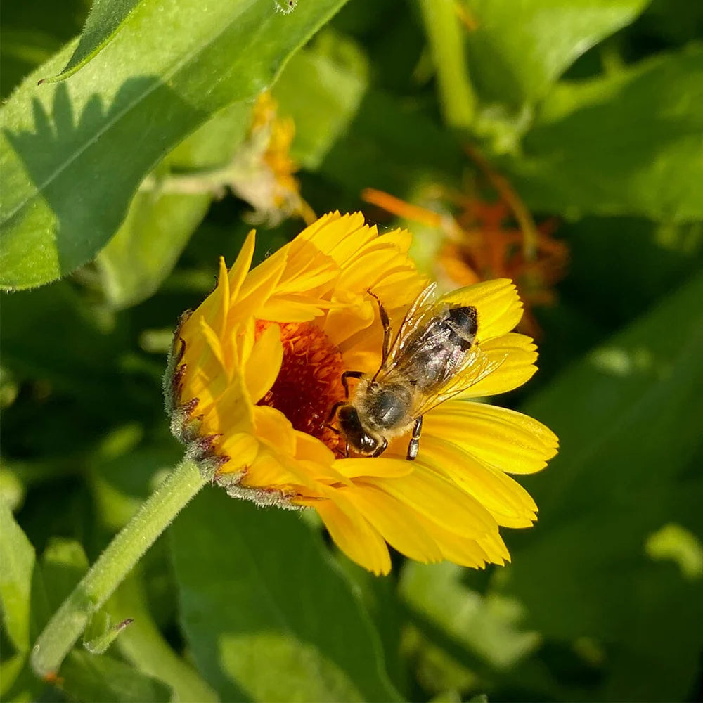 Wildflower Honey, 9 oz