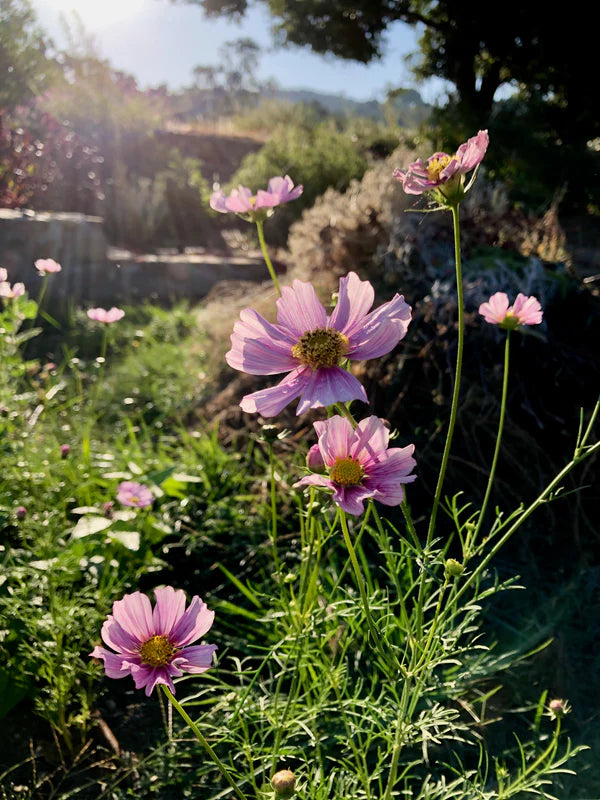Organic Seeds