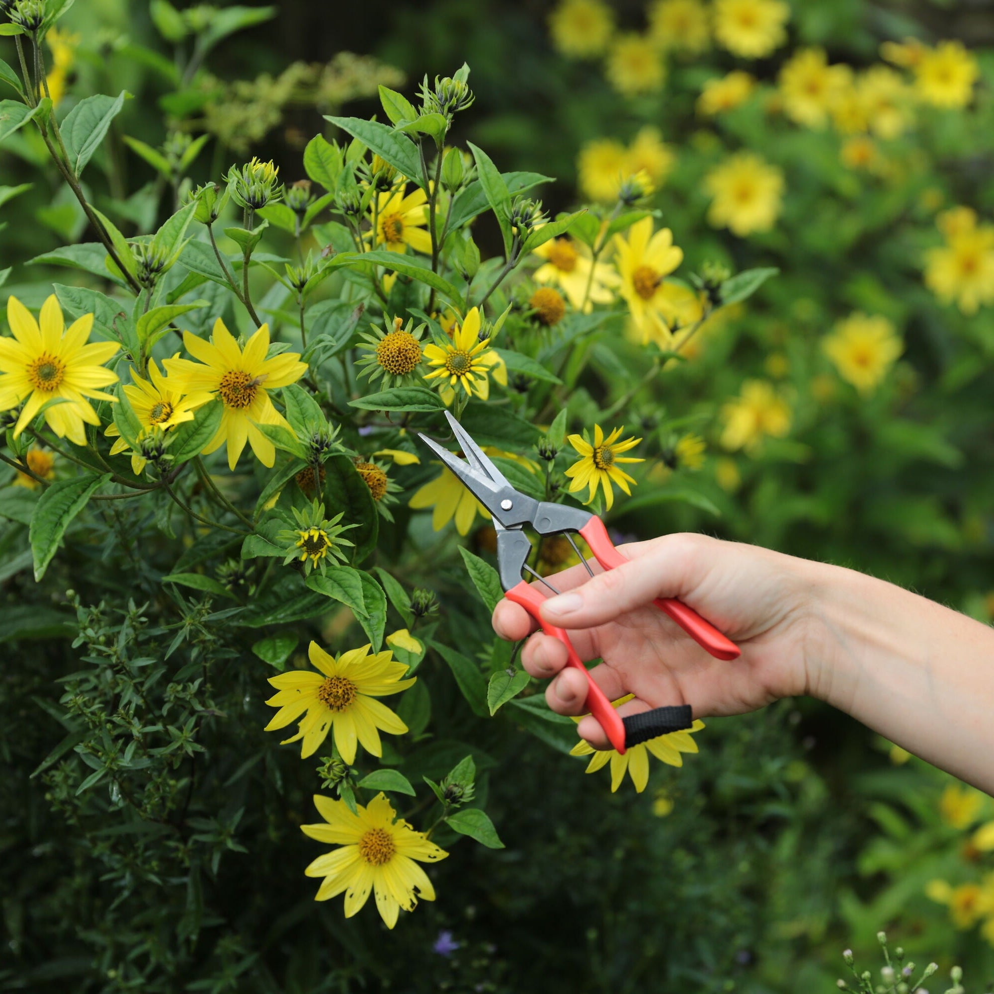 Garden Snips
