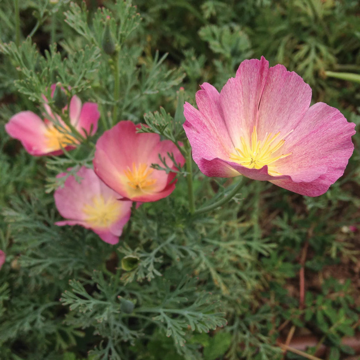 Organic Seeds