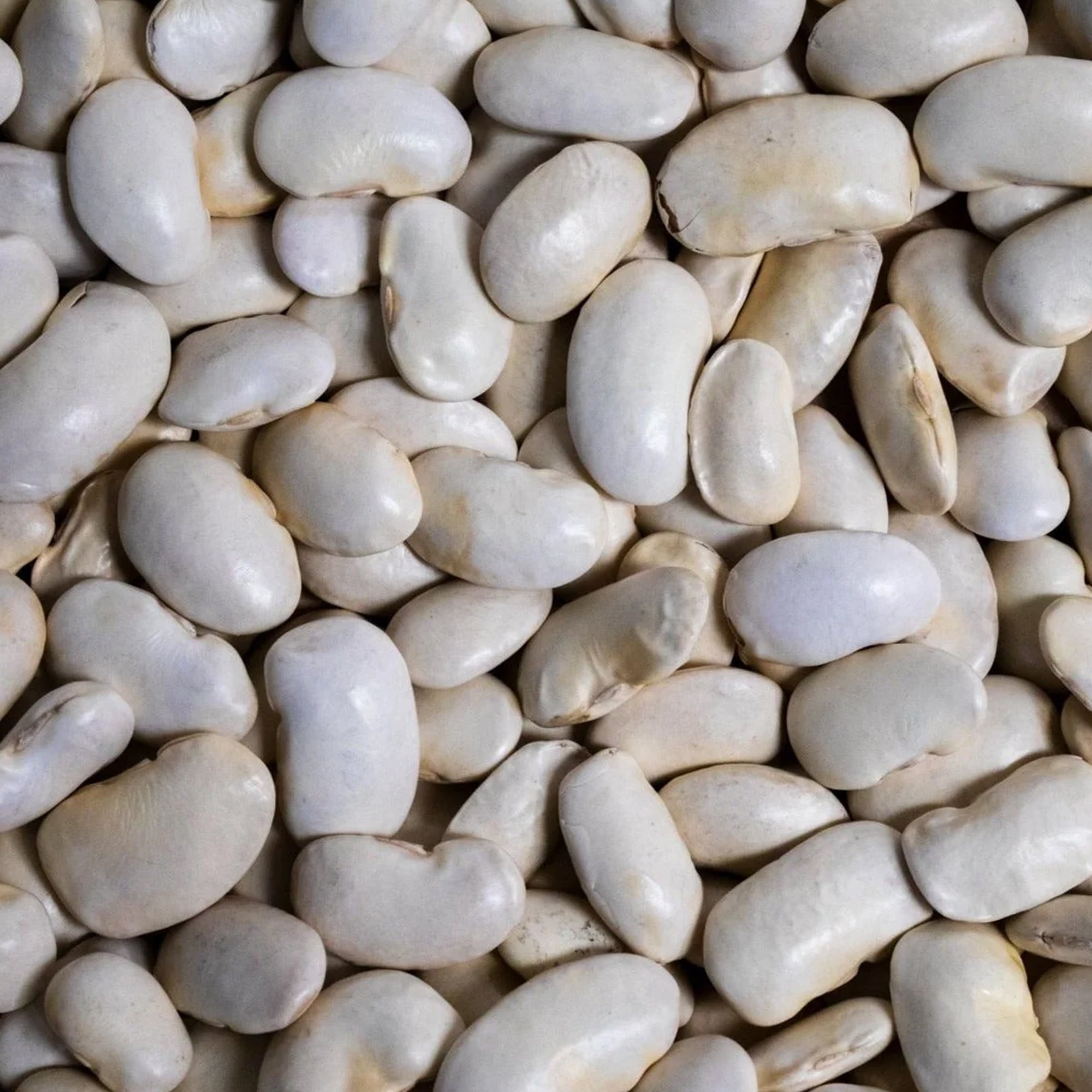 Royal Corona Bean