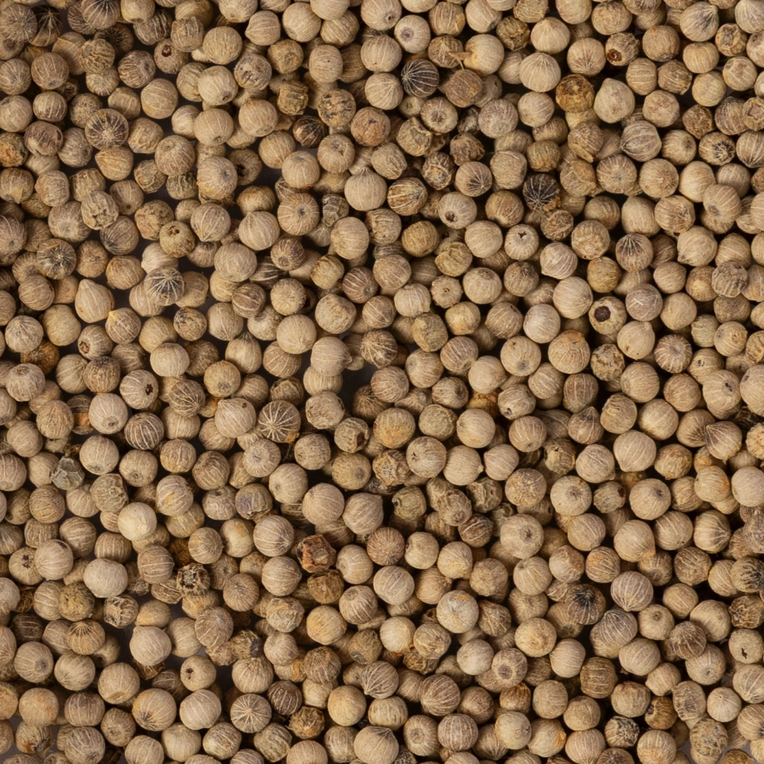 Fresh Peppercorns