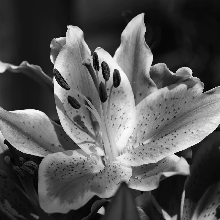 Black Lily Candle, 6.5 oz.