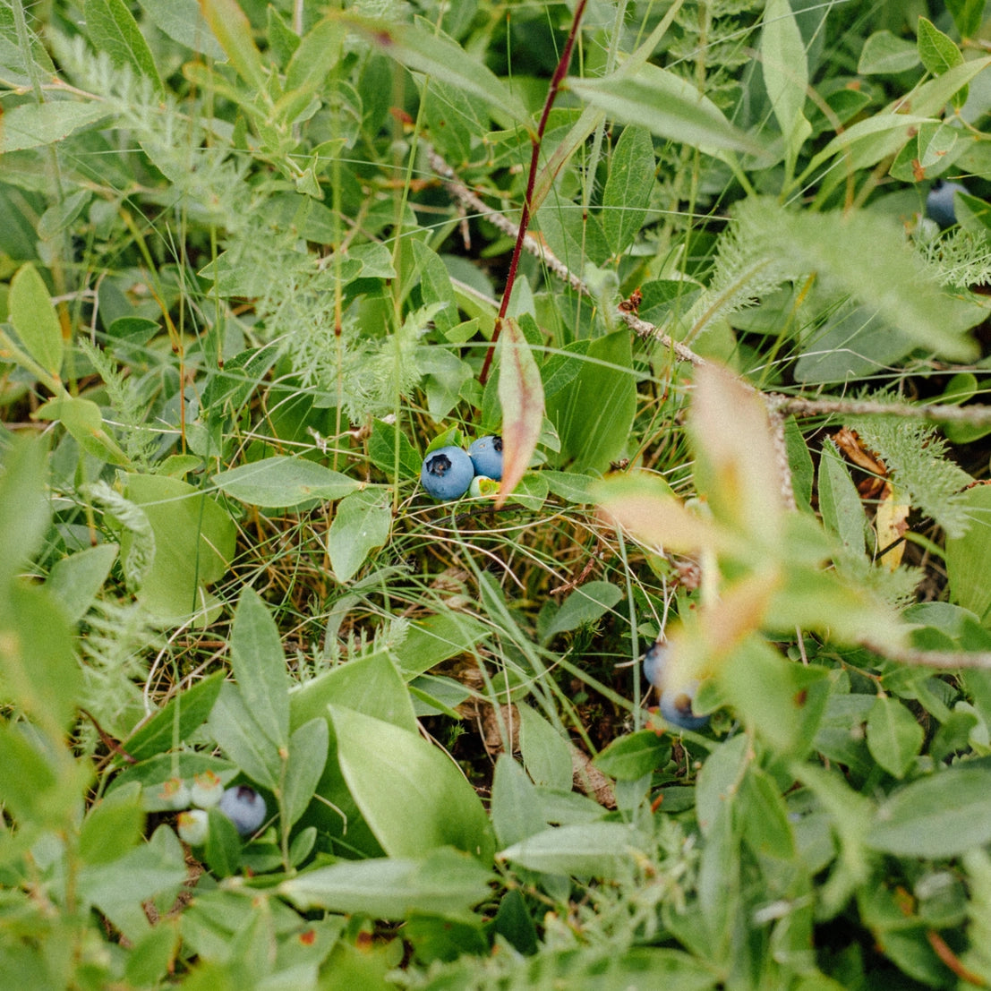 Organic Wild Blueberry Topping