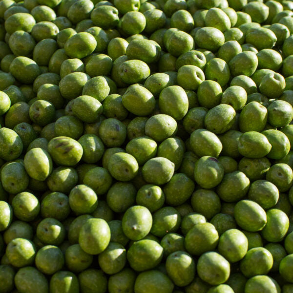 Italian Castelvetrano Pitted Olives, 10 oz.