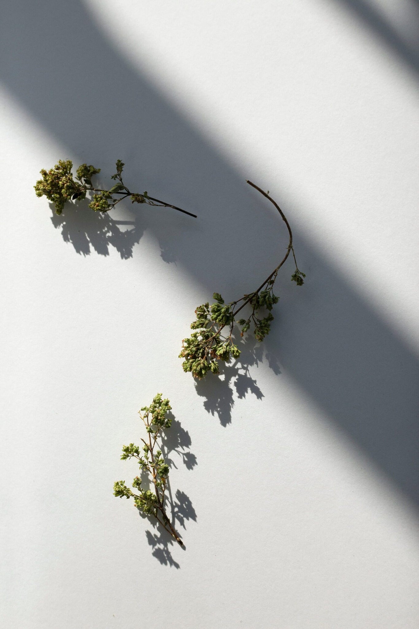 Aegean Isle Oregano, 9 g.