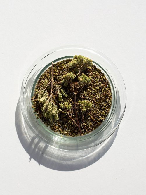 Aegean Isle Oregano, 9 g.