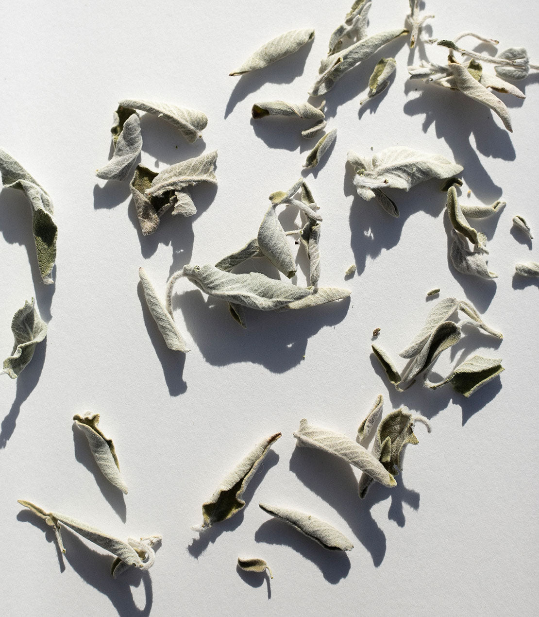 Unique Greek Sage, 14 g.