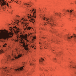 A Tree: A Reader on Arboreal Kinship