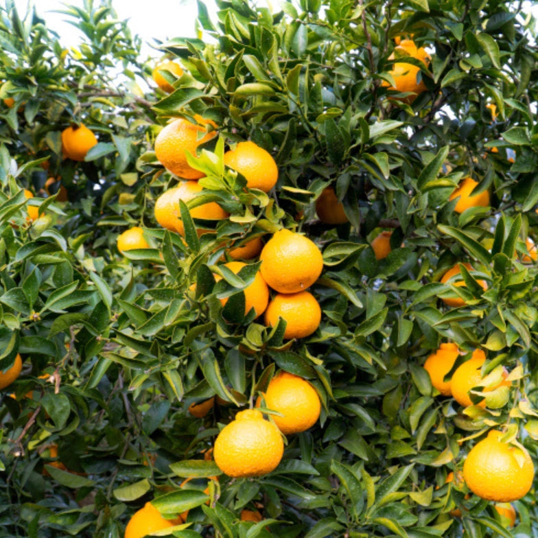 Citrus (Dekopon) Preserves, 5.29 oz.