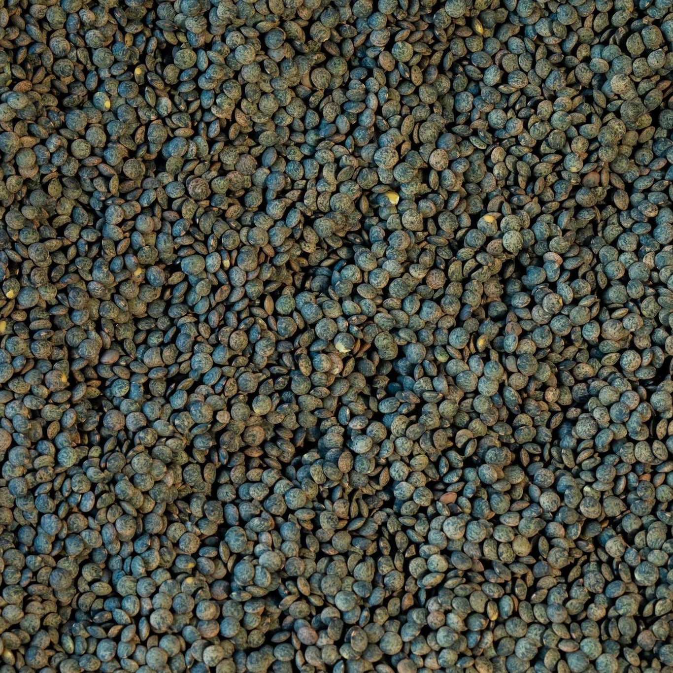 French-Style Green Lentil