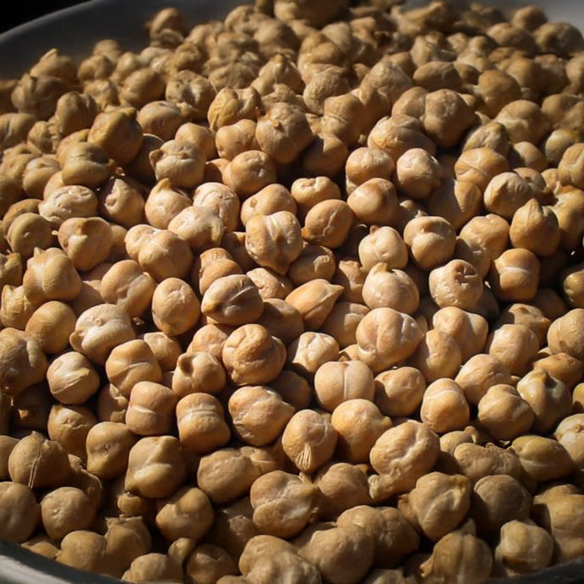 Garbanzo Bean (Chickpea)