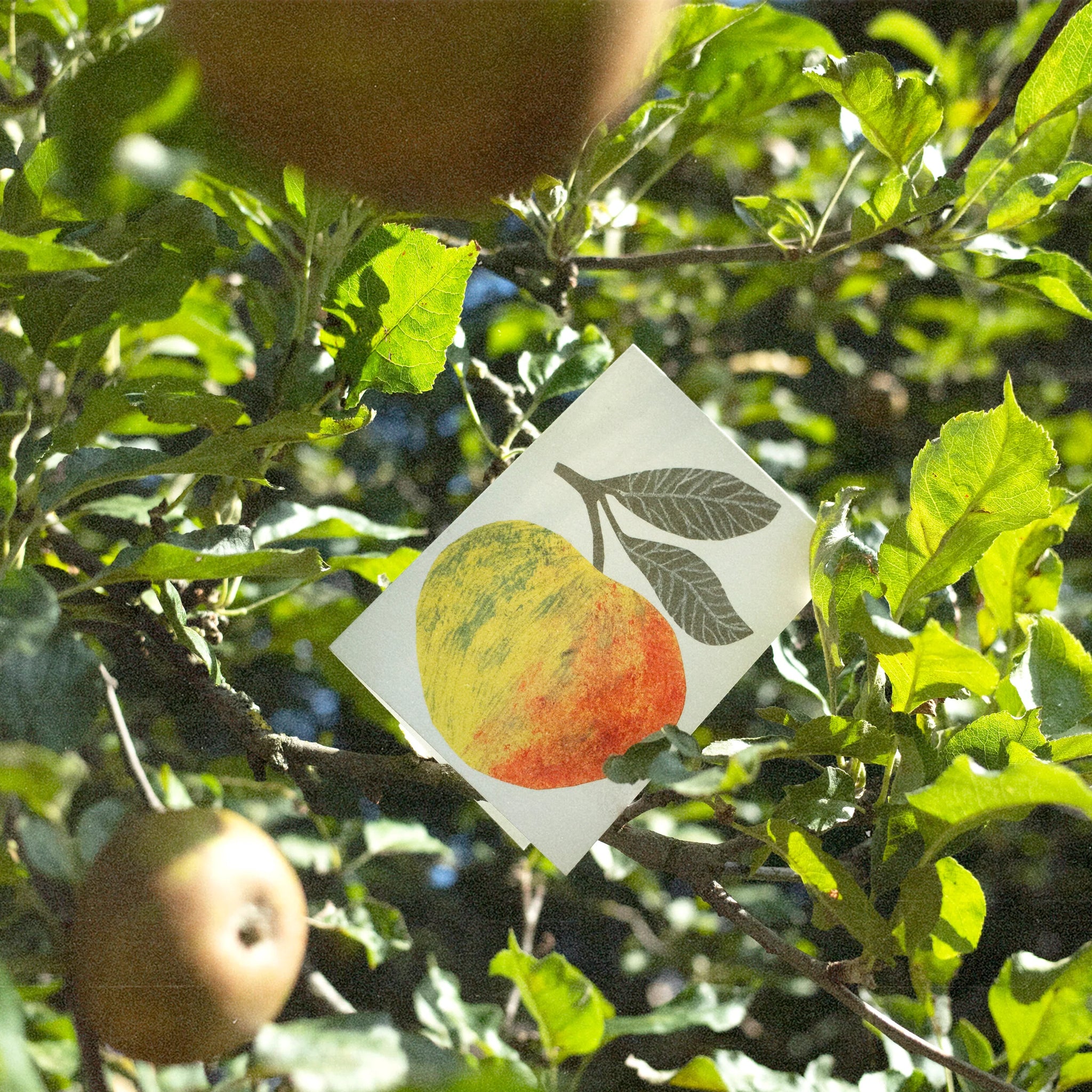 Greeting Cards