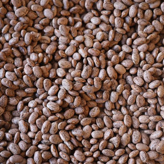Pinto Bean