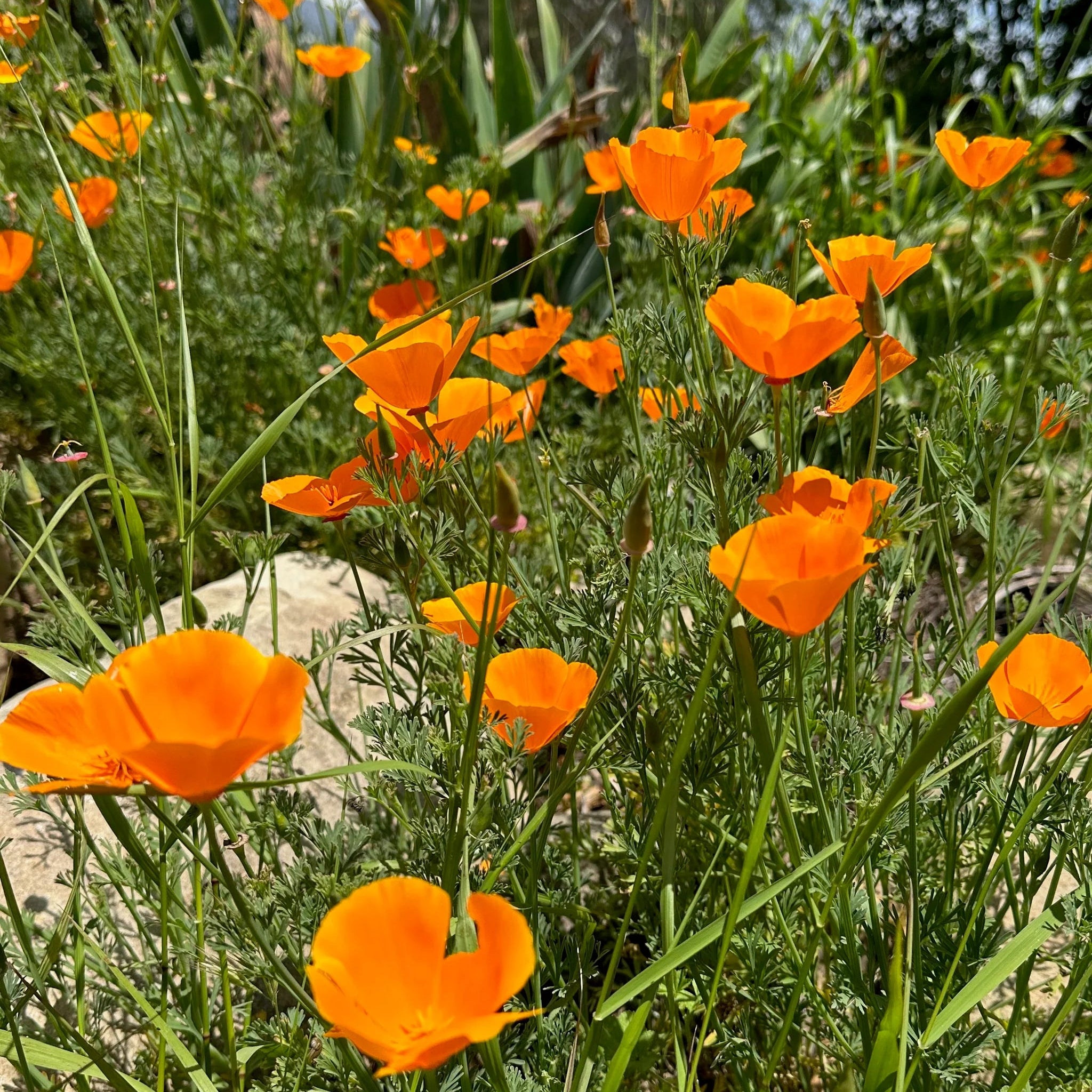 Organic Seeds