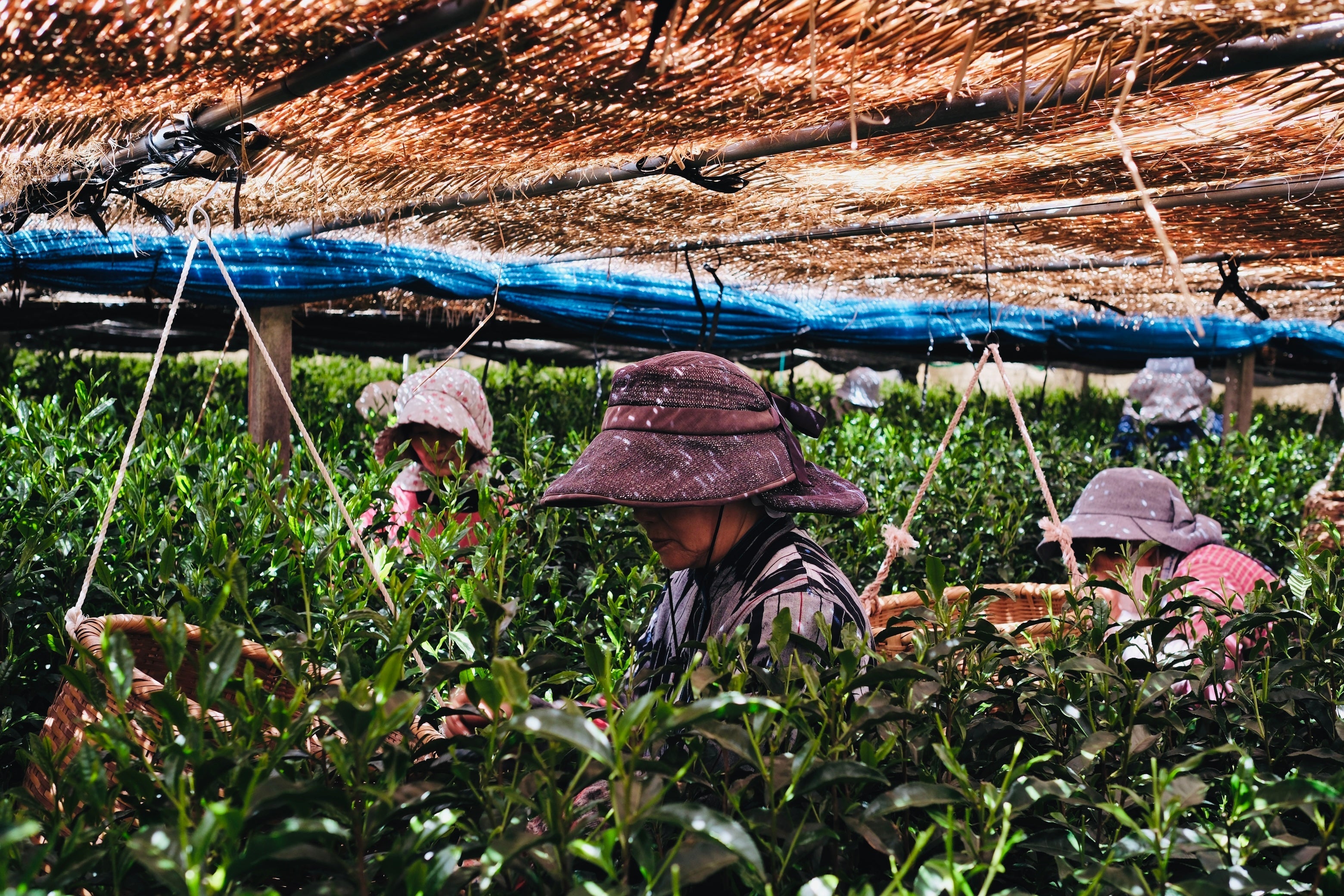 Sencha Green Tea, 12 Tea Bags
