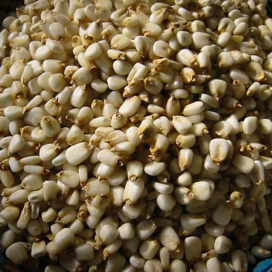 White Corn Posole / Prepared Hominy