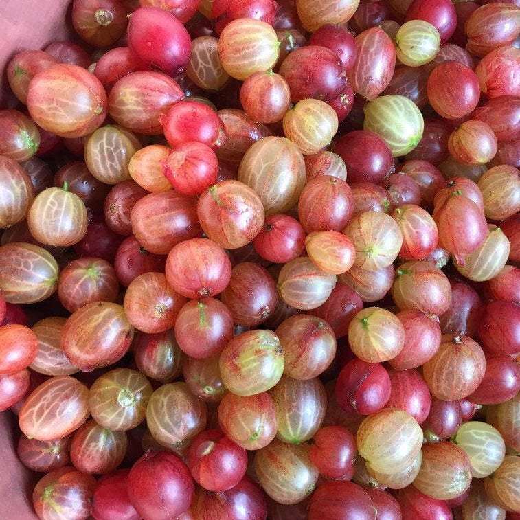 Pink Gooseberry & Elderflower Jam